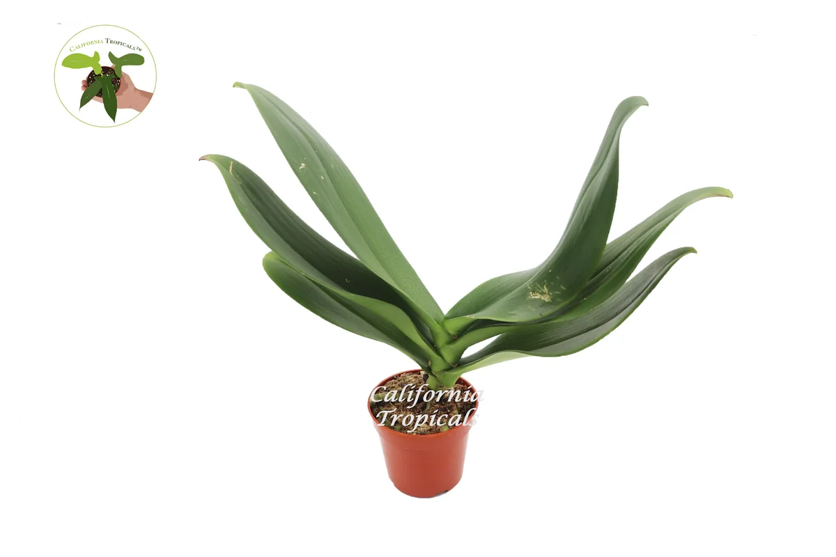 Surprise Orchid Live Plant - 4 inch Pot - Unique Color Potted Houseplant - Image 1