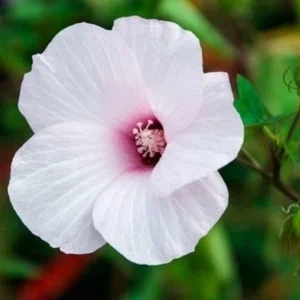 Swamp Rose Mallow Live Plant - Hardy Hibiscus Moscheutos, Well-Rooted Perennial for Full Sun - Image 2