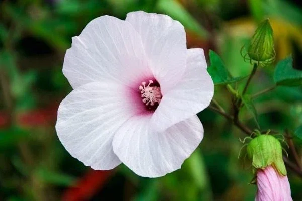 Swamp Rose Mallow Live Plant - Hardy Hibiscus Moscheutos, Well-Rooted Perennial for Full Sun - Image 2