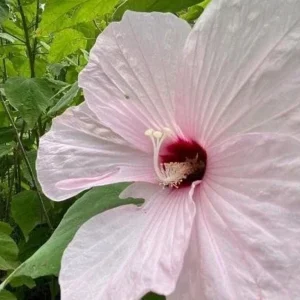 Swamp Rose Mallow Live Plant - Hardy Hibiscus Moscheutos, Well-Rooted Perennial for Full Sun - Image 3
