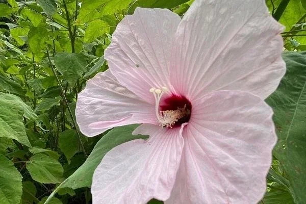 Swamp Rose Mallow Live Plant - Hardy Hibiscus Moscheutos, Well-Rooted Perennial for Full Sun - Image 3