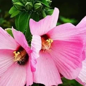Swamp Rose Mallow Live Plant - Hardy Hibiscus Moscheutos, Well-Rooted Perennial for Full Sun - Image 1