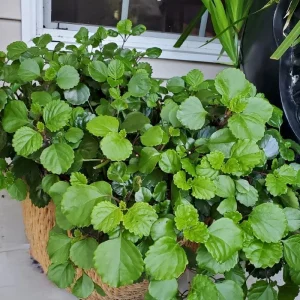 Swedish Ivy Live Plant – 4
