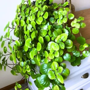 Swedish Ivy Live Plant – 4