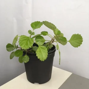 Swedish Ivy Live Plant – 4