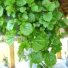 Swedish Ivy Live Plant – 4" Pot Trailing Houseplant – Easy Care Indoor - Image 1