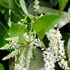 Sweet Almond Bush Live Plant - Aloysia virgata in 6 inch Pot - Image 1