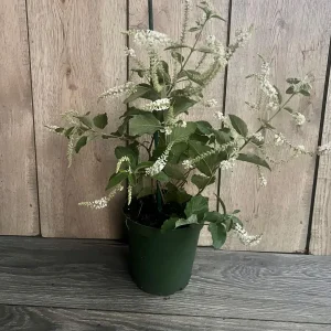 Sweet Almond Bush Live Plant - Aloysia virgata in 6 inch Pot - Image 2