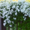 Sweet Autumn Clematis Live Plant - 3 Pack, 4-inch Pot, Fragrant White Flowers, Outdoor - Image 1
