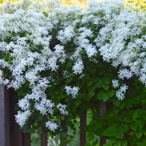 Sweet Autumn Clematis Live Plant - 3 Pack, 4-inch Pot, Fragrant White Flowers, Outdoor - Image 1