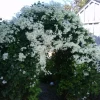 Sweet Autumn Clematis Vine - Fragrant White Flowers Live Plant - 2.5 inch Pot - Image 1