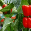 Sweet Basket Red Pepper Seeds - 1000 Count, Annual Vegetable Seeds Outdoor - Image 1
