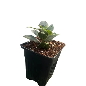 Sweet Bay Laurel Live Plant - Laurus nobilis - 4 inch Pot - Culinary Herb - Image 4