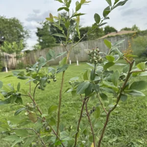 Sweet Crisp Blueberry Live Plant – Vaccinium corymbosum Starter Plug - Image 6