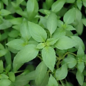 Sweet Dani Basil Seeds - 500 Count, Annual Culinary Herb, Indoor & Outdoor - Image 1