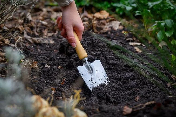 Sweet Desire Double Daffodil Bulbs - 5 Pack - 14/16 cm - Fragrant Yellow & White Flowers - Image 2