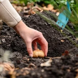 Sweet Desire Double Daffodil Bulbs - 5 Pack - 14/16 cm - Fragrant Yellow & White Flowers - Image 3