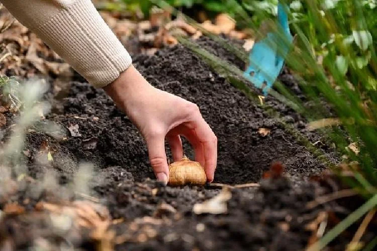 Sweet Desire Double Daffodil Bulbs - 5 Pack - 14/16 cm - Fragrant Yellow & White Flowers - Image 3