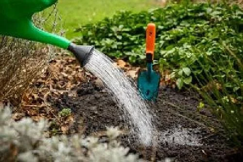 Sweet Desire Double Daffodil Bulbs - 5 Pack - 14/16 cm - Fragrant Yellow & White Flowers - Image 4