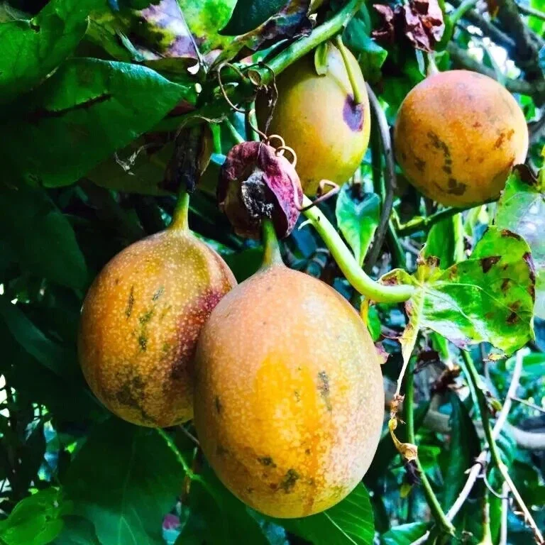 Sweet Granadilla Yellow Passion Fruit Seeds (Passiflora ligularis) Climber Vine - Image 2