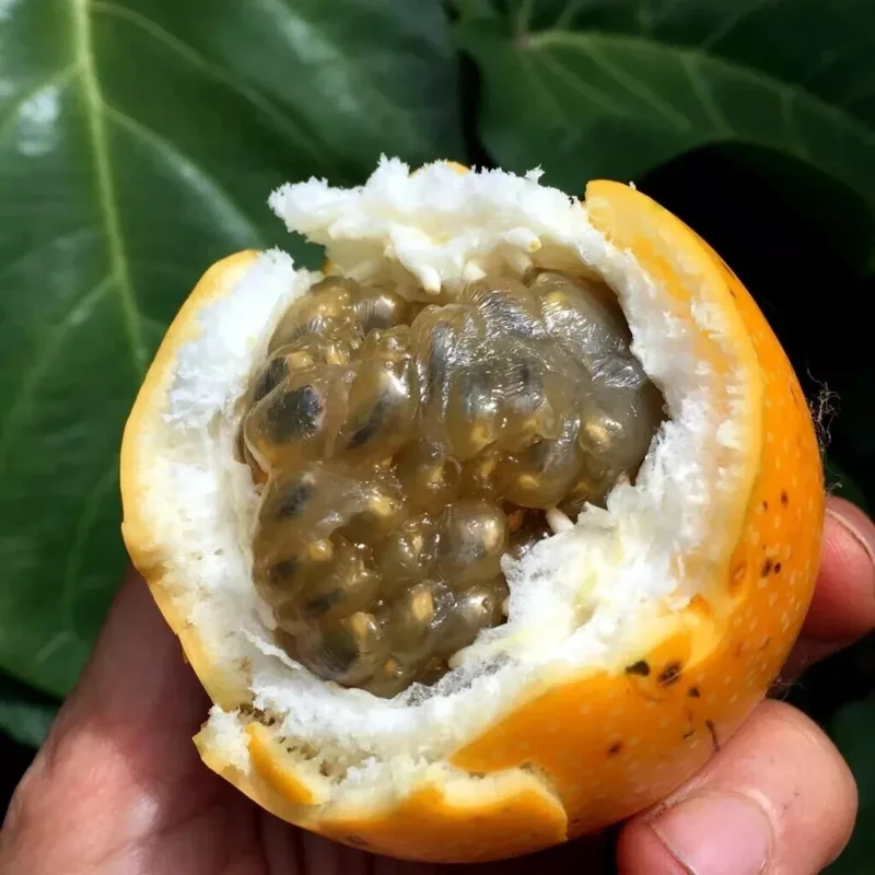 Sweet Granadilla Yellow Passion Fruit Seeds (Passiflora ligularis) Climber Vine - Image 3