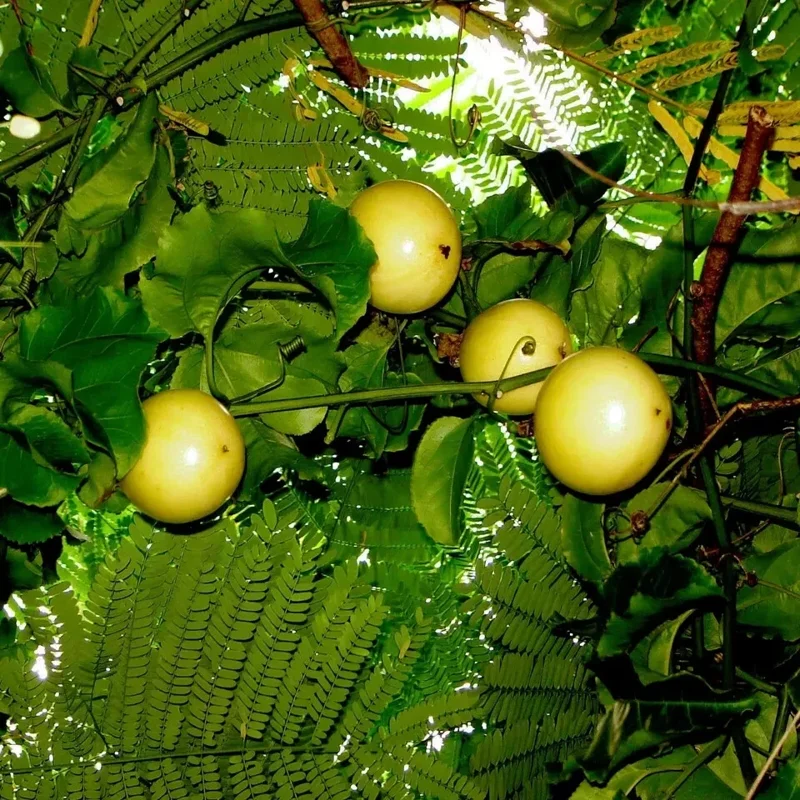 Sweet Granadilla Yellow Passion Fruit Seeds (Passiflora ligularis) Climber Vine - Image 4