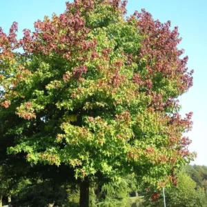 Sweet Gum Bare Root Seedlings (5-Pack) 6-18