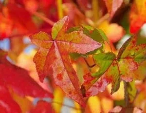 Sweet Gum Bare Root Seedlings (5-Pack) 6-18" Tall - Outdoor Shade Tree - Image 1