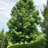 Sweet Gum Tree (Liquidambar styraciflua) 2 Bare-root - Deciduous Outdoor Tree - Image 1