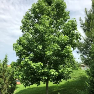 Sweet Gum Tree (Liquidambar styraciflua) 2 Bare-root - Deciduous Outdoor Tree - Image 1
