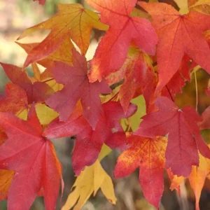 Sweet Gum Tree Live Plant – 6-12 inches Tall, Quart Pot, Brilliant Fall Color, Outdoor - Image 5