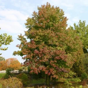Sweet Gum Tree Live Plant – 6-12 inches Tall, Quart Pot, Brilliant Fall Color, Outdoor - Image 6