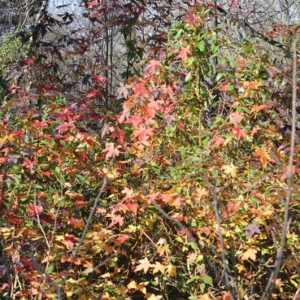 Sweet Gum Tree Live Plant – 6-12 inches Tall, Quart Pot, Brilliant Fall Color, Outdoor - Image 7