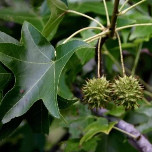 Sweet Gum Tree Live Plant – 6-12 inches Tall, Quart Pot, Brilliant Fall Color, Outdoor - Image 1