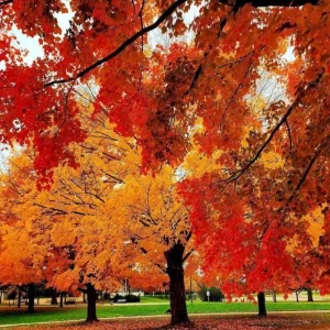 Sweet Gum Tree Live Plant - Quart Pot - Liquidambar styraciflua - Deciduous - Outdoor - Image 10