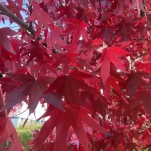 Sweet Gum Tree Live Plant - Quart Pot - Liquidambar styraciflua - Deciduous - Outdoor - Image 2