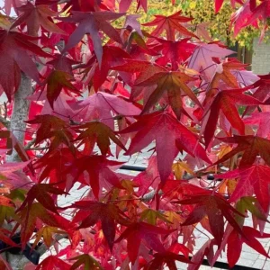 Sweet Gum Tree Live Plant - Quart Pot - Liquidambar styraciflua - Deciduous - Outdoor - Image 3