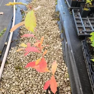 Sweet Gum Tree Live Plant - Quart Pot - Liquidambar styraciflua - Deciduous - Outdoor - Image 5