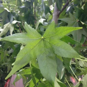 Sweet Gum Tree Live Plant - Quart Pot - Liquidambar styraciflua - Deciduous - Outdoor - Image 6