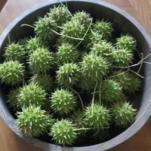 Sweet Gum Tree Live Plant - Quart Pot - Liquidambar styraciflua - Deciduous - Outdoor - Image 7