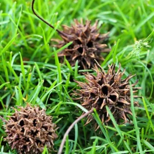 Sweet Gum Tree Live Plant - Quart Pot - Liquidambar styraciflua - Deciduous - Outdoor - Image 8