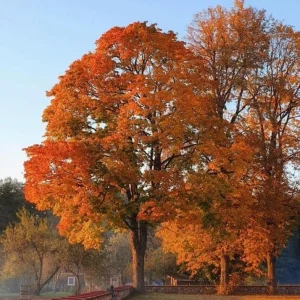 Sweet Gum Tree Live Plant - Quart Pot - Liquidambar styraciflua - Deciduous - Outdoor - Image 1