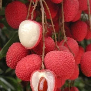 Sweet Heart Lychee Tree – Live Plant, 3-4 ft Tall, Airlayered, 7 Gal Pot - Image 2