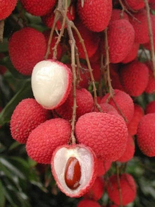 Sweet Heart Lychee Tree – Live Plant, 3-4 ft Tall, Airlayered, 7 Gal Pot - Image 2