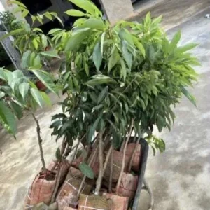 Sweet Lychee Live Air-layered Tree - 2 Feet Tall, Edible Fruit Tree, Outdoor - Image 5