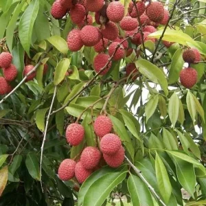 Sweet Lychee Live Air-layered Tree - 2 Feet Tall, Edible Fruit Tree, Outdoor - Image 5