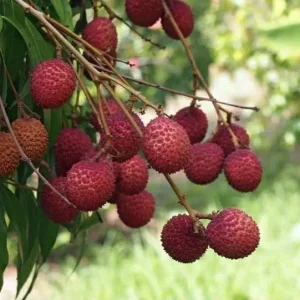 Sweet Lychee Live Air-layered Tree - 2 Feet Tall, Edible Fruit Tree, Outdoor - Image 6