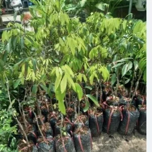 Sweet Lychee Live Air-layered Tree - 2 Feet Tall, Edible Fruit Tree, Outdoor - Image 8