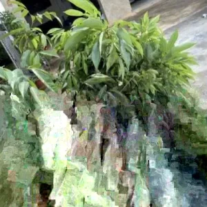 Sweet Lychee Live Air-layered Tree 2 Feet Tall - Fruit Plant Outdoor - Image 3