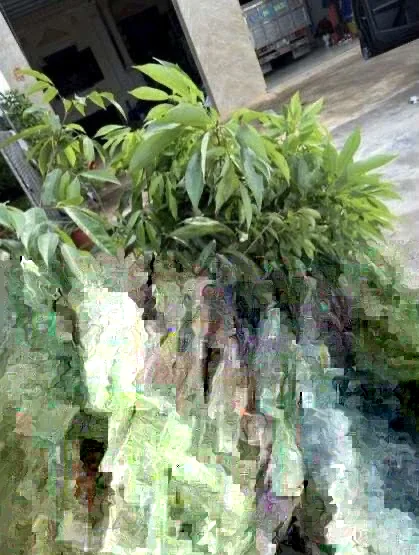 Sweet Lychee Live Air-layered Tree 2 Feet Tall - Fruit Plant Outdoor - Image 3